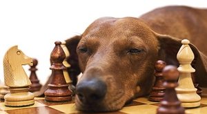 شطرنج سفید-آموزش شطرنج-قانون پنجاه حرکت در شطرنج