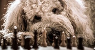 شطرنج سفید-آموزش شطرنج- اصلاحات در شطرنج